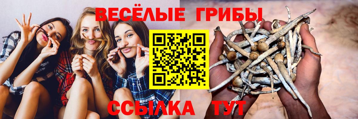 Псилоцибиновые грибы прущие грибы Бирск